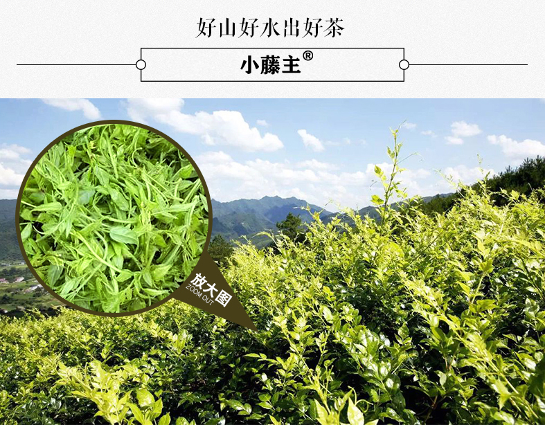 來鳳富硒藤茶